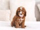 Magnifique chiots cockapoo disponibles de suite 