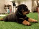 Adorable chiot rottweiler a donner 