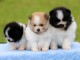 Chiot spitz allemand a donner 