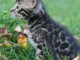 A adopter chatons Bengal 