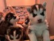 Chiot husky a donner 