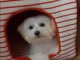 A donne chiot bichon maltais 