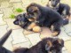 Dons chiot berger allemand disponibles 