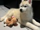 Chiot husky sibérien à donner disponibles 