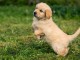 Chiot golden retriever a donner contre bon soin 