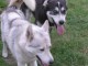 Je donne chiot husky disponibles 