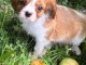 Chiot cavalier king charles pour adoption disponibles