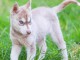 Chiot husky sibérien à adopter urgent 