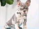 Bébé chiot bouledogue français mâle a donner 