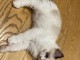 Je donne chaton Ragdoll LOOF 