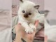 Je donne chaton Ragdoll LOOF 