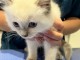 A donner contre bon soin chatons Ragdoll 