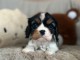 Adoption chiot cavalier king charles à donner 