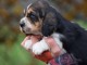 Adorable chiot Basset hound a donner 