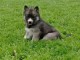 Chiot sibérien husky prêt à être adopté 