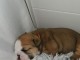 Chiot type bulldog anglais disponibles 