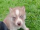 chiot type sibérien husky 