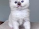 Je donne chaton Ragdoll disponibles 