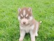 A cédé chiot husky sibérien 