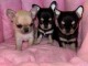 Chiot type chihuahua disponibles pour adoption 