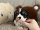 Chiot cavalier king charles disponibles pour adoption 