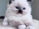 Chaton Ragdoll a donner 