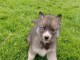 Chiot husky sibérien à adopter 