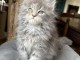 Chatons main coon disponibles pour adoption 