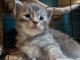 Chatons main coon a adopter urgent 