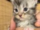 Adoption Chatons Race main coon 