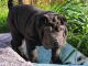 Chiot shar pei mâle à donner 