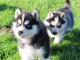 Chiot husky sibérien aux yeux bleus à donner 