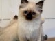 Adoption chat sacré birman 