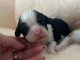 Chiot cavalier king charles a donner 