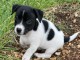 Chiot jack russe disponibles de suite mâle 