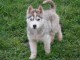 Je donner chiot husky sibérien 