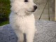 Chiot berger blanc suisse disponibles de suite 