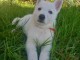 Chiot berger blanc suisse disponibles de suite 