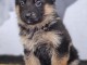 Chiot berger allemand à donner 