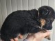 je donne chiot berger allemand disponibles 