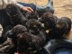 Chiot berger allemand disponibles 