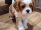 Chiot cavalier king charles a donner 