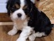 Chiot cavalier king charles disponibles de suite 