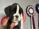 Chiot boxer disponibles de suite 