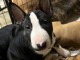 Magnifique chiot bull terrier à donner 