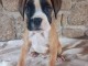 À adopter chiot type boxer disponibles 