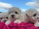 Chiot bichon maltais magnifique 