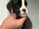 Chiot boxer disponibles de suite 