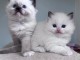 Adorable chaton Ragdoll disponibles 