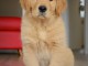 adorable chiot golden retriever 